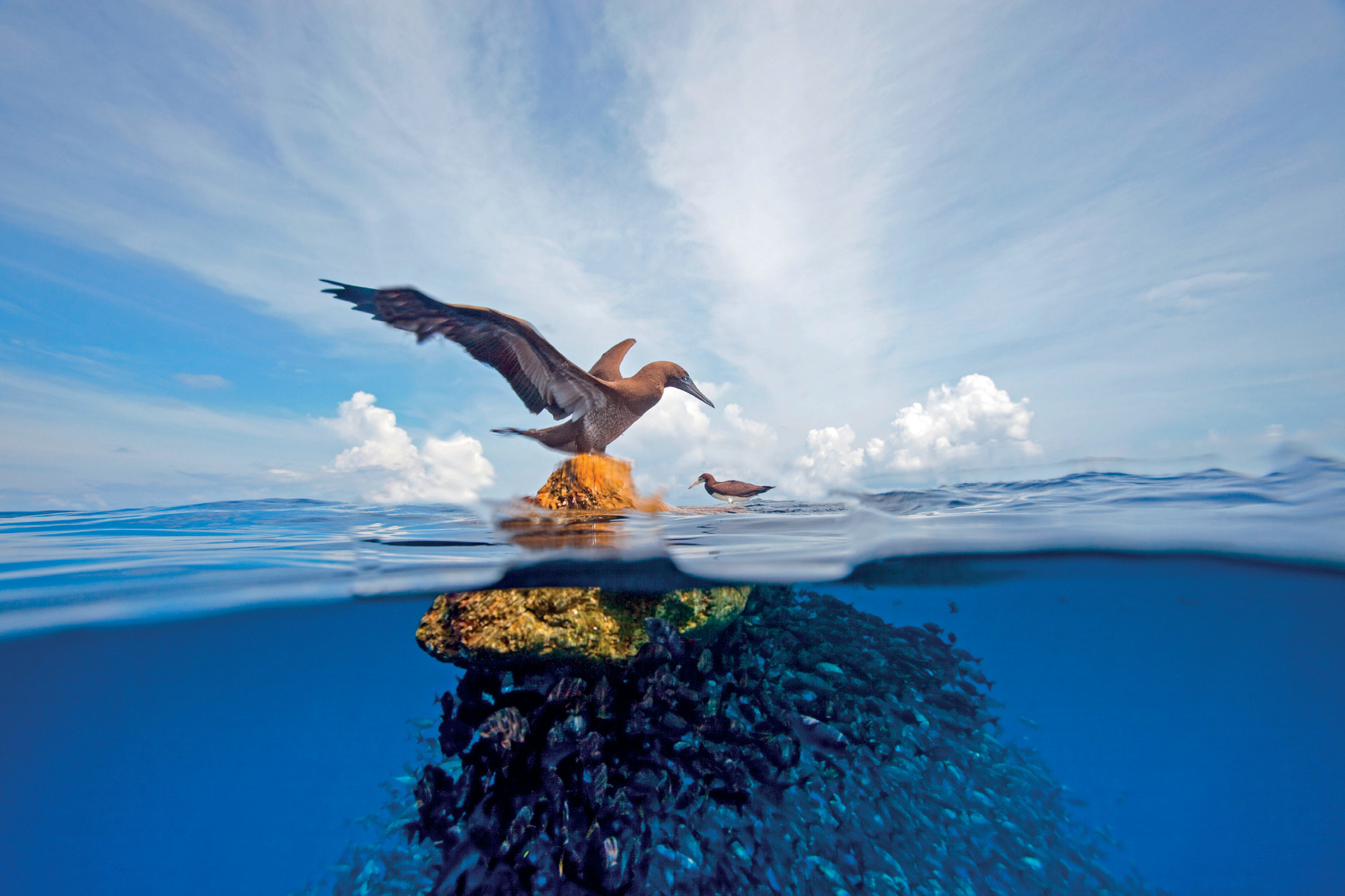 Noticia - Photo Book Compiles Wonders of Cocos Island