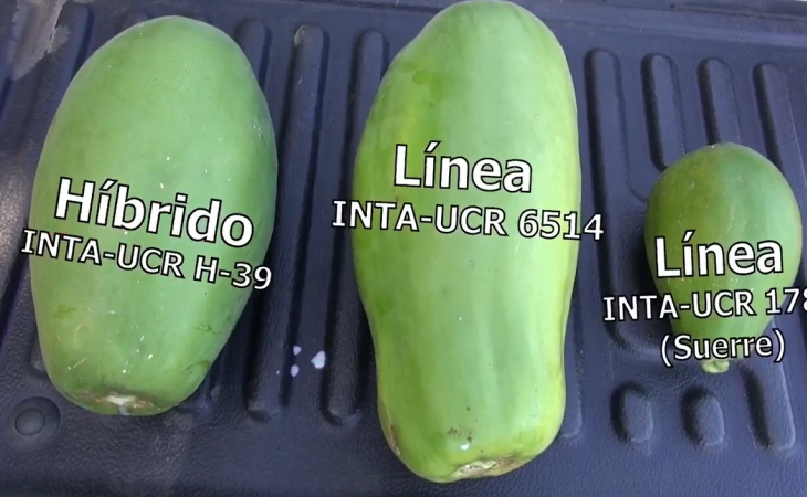 variedades de papaya híbrido INTA-UCR,  H-39, INTA-UCR 1785 (Suerre) e INTA-UCR 6514